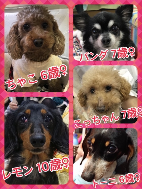 🐾今日の里親募集中のワンコキャスト🐶【天神橋カフェ☕】